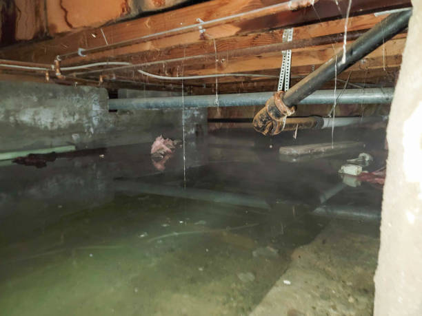 Best Water damage cleanup near me  in Stockton, UT